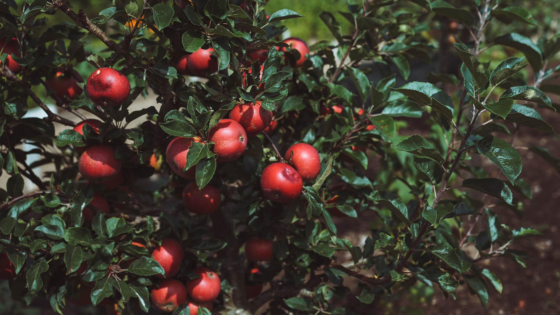 <p>A hub of horticultural inspiration, the kitchen garden is filled with raised beds and vegetable plots, growing an array of fruit, vegetables and herbs, used to create the most authentic dining experience in our Glass House restaurant.</p>
