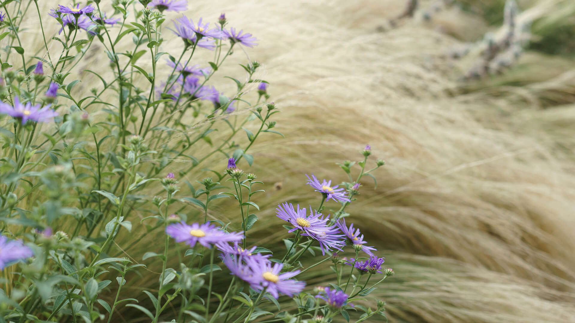 <p>The wild garden features an alluring selection of more hardy, winter flowering plants. In its former glory, the wild garden encompassed shrubs, plants and bulbs that were carefully placed to colonise naturally. “Wild garden grow, to me your paths are memories and every flower a friend!” Lady Theresa, 1912.</p>
