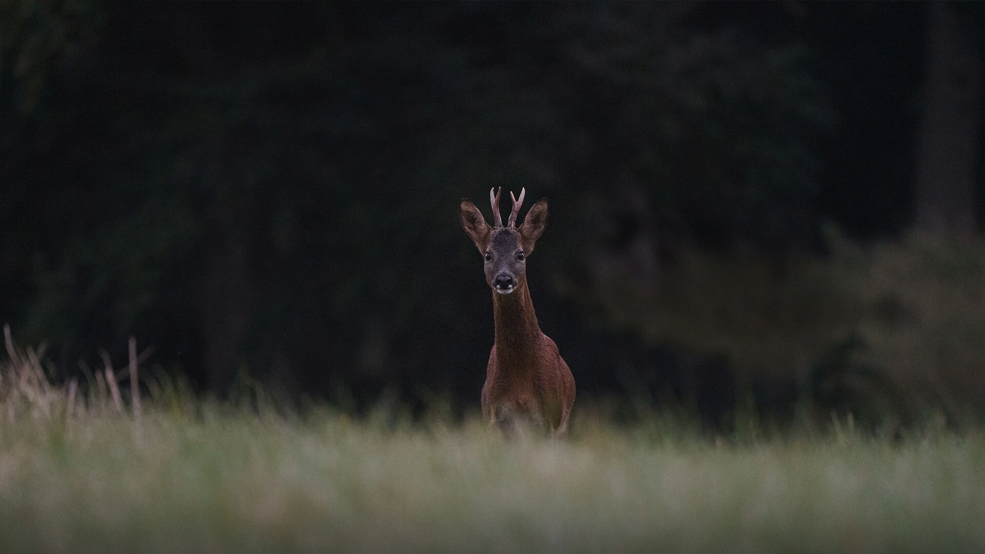 Wildlife 1 at Wynyard Hall
